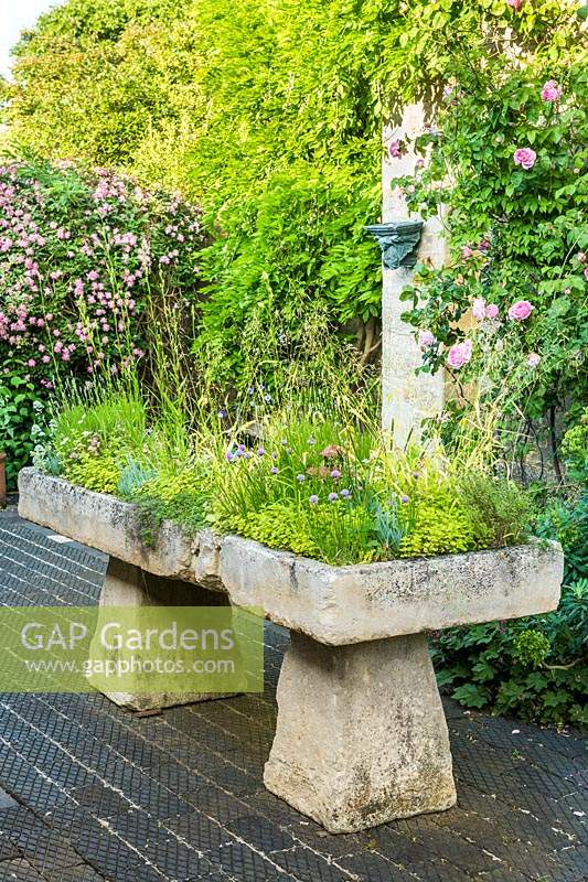 Antique stone sink on stadle stone supports in courtyard planted with herbs and alpines. Rosa 'Constance Spry' and Clematis montana 'Broughton Star' behind.