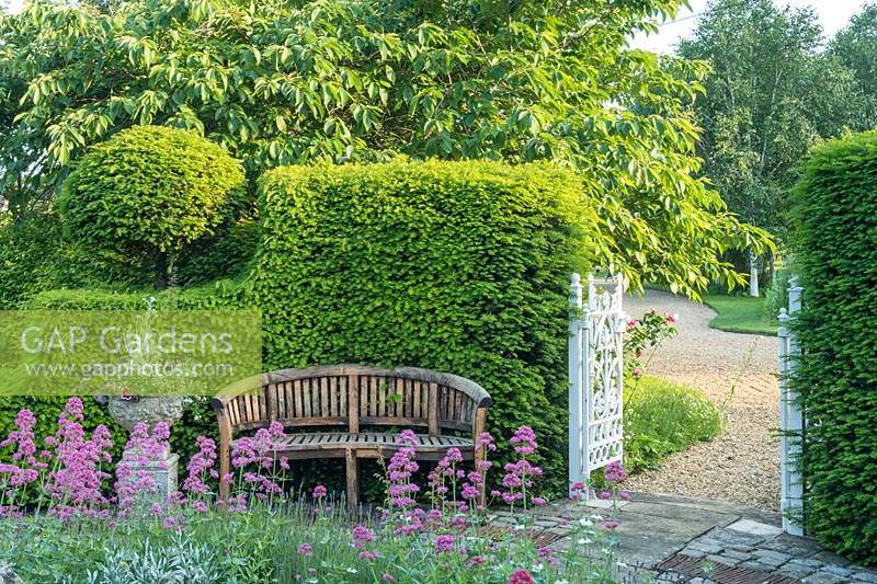 Topiary Taxus - Yew - hedge framing a garden bench and cast iron gates leading to gravel drive