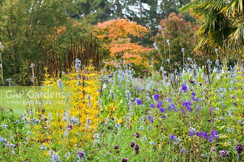 Aconitum, Salvia uliginosa with Veronicastrum autumn foliage and seed heads. 