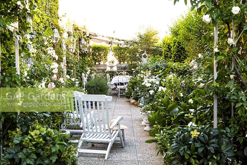 Overview of the terrace garden with Rosa 'Aimee vibert' on the foreground, Milan, Italy. 