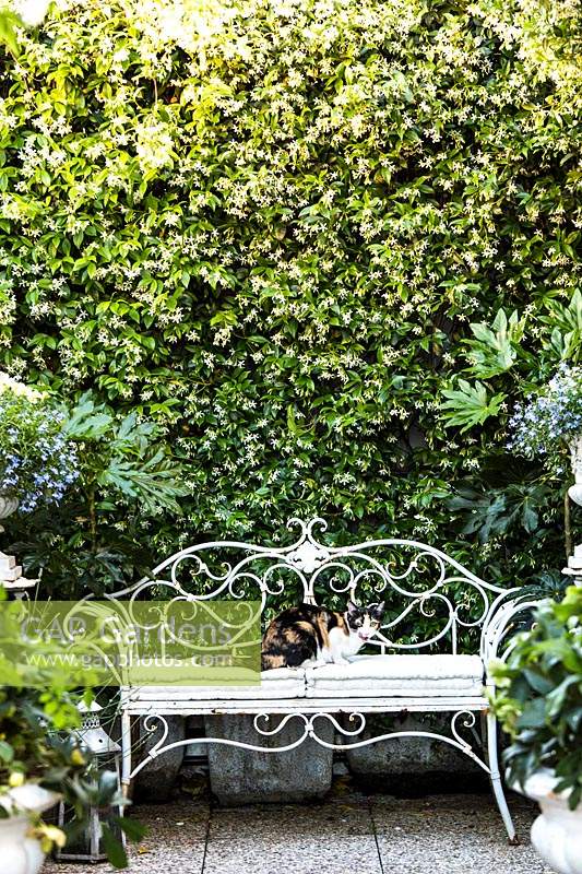 Cat sits on ornate bench in Italian terrace garden, Milan, Italy. 