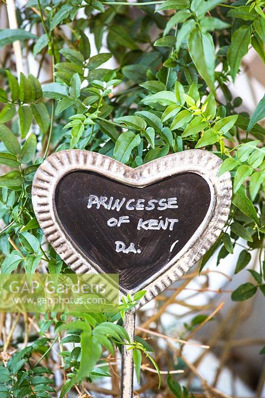 Heart shaped blackboard plant label 