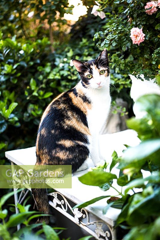 A Refuge Overlooking the City - owner's pet cat