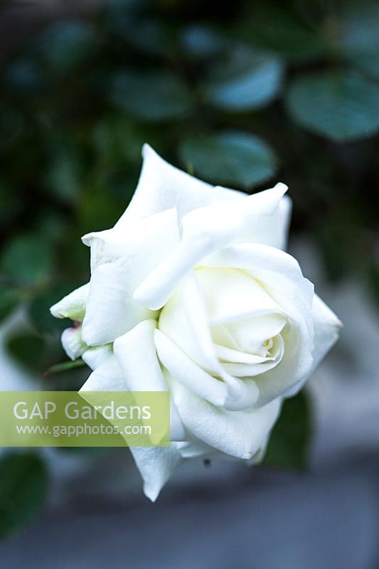 Single white rose 