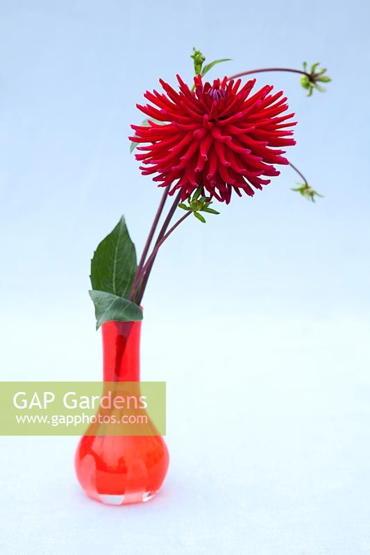 Dahlia 'Weston Pirate' in a vase.