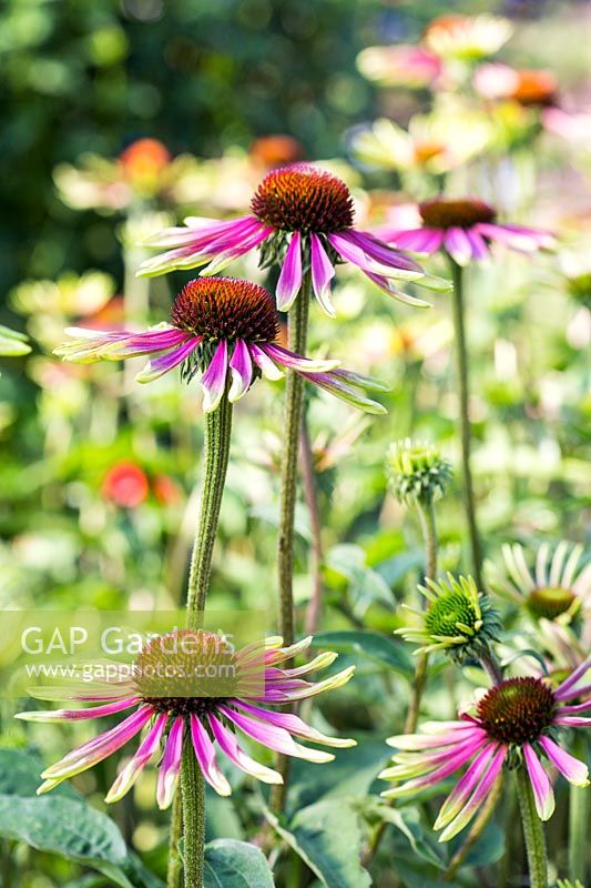 Echinacea 'Green Envy'. A perennial coneflower with long-lasting, lime-green petals that gradually develop a pink flush.