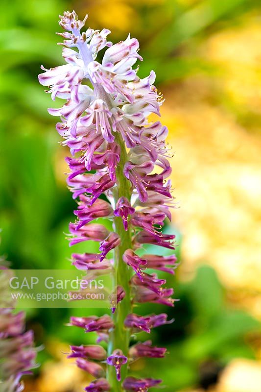 Lachenalia kliprandensis. A cape cowslip that is very rare in the wild. 