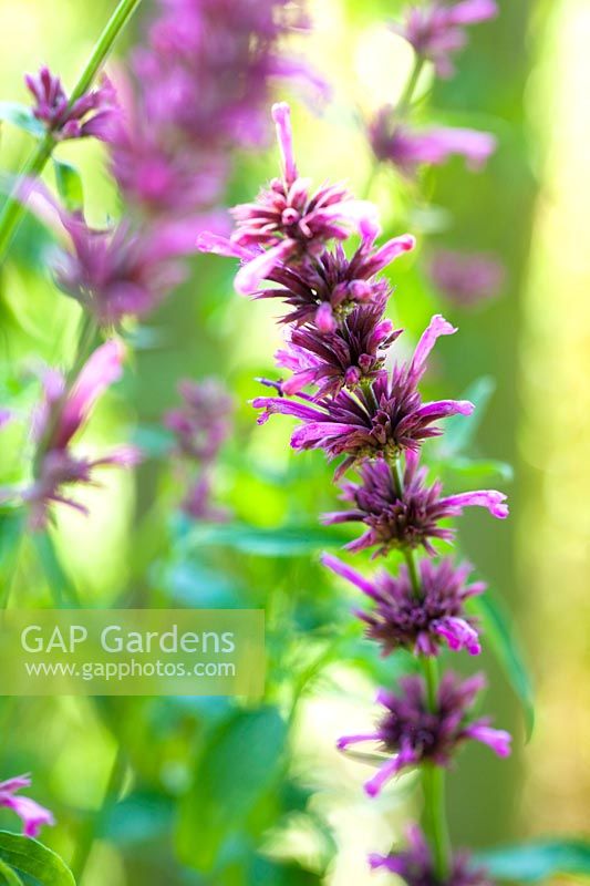 Agastache mexicana 'Sangria'. A Mexican hyssop with violet flower spikes 