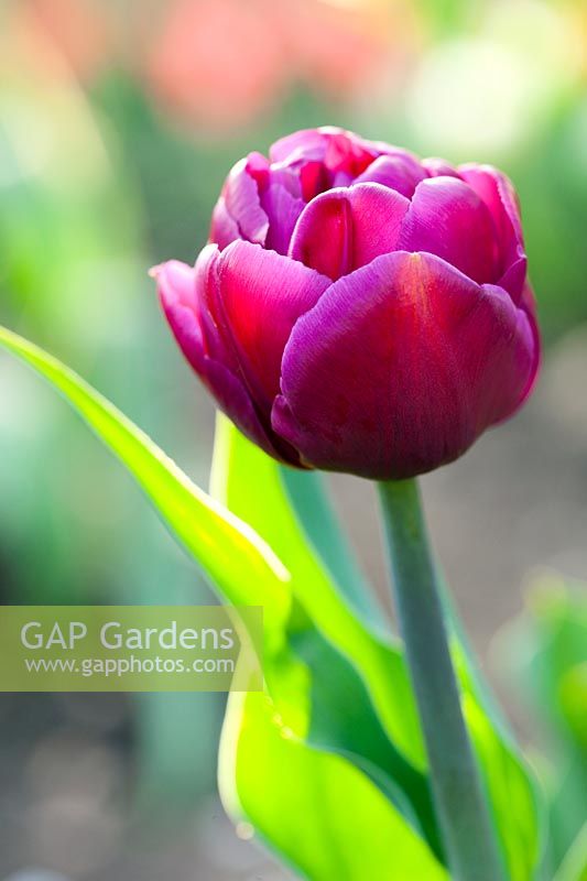 Tulipa 'Double Dazzle'. A low growing tulip with large, purple peony-like flowers