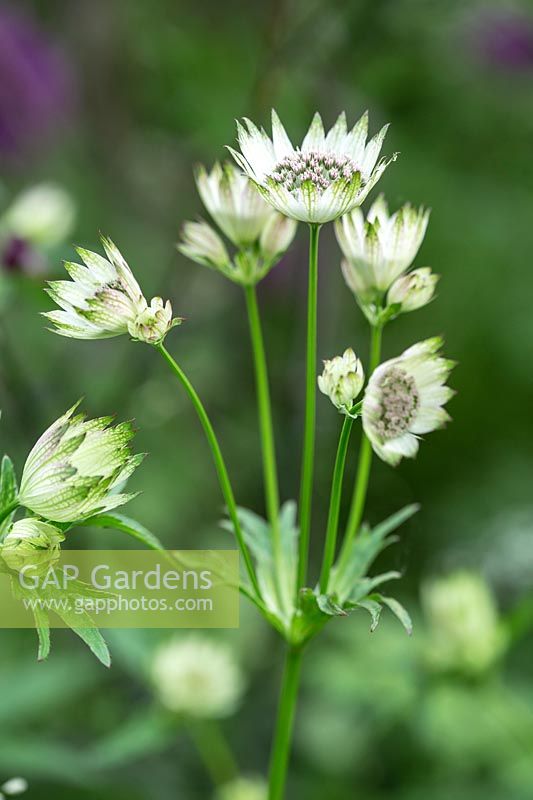 Astrantia major 'Buckland' - A clump forming perennial with pale pink floers surrounded by white bracts.