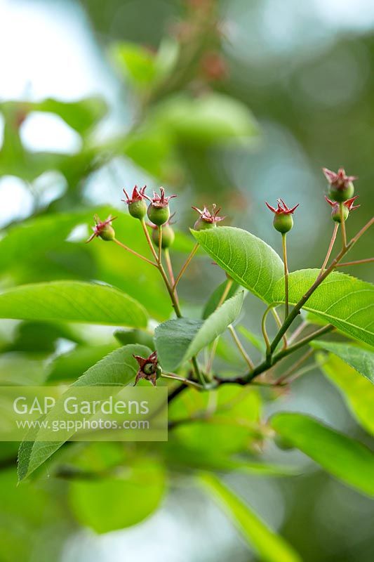 Amelanchia lamarkii. The snowy mespilus is a small deciduous tree that produces small white flowers in spring followed by small berries.