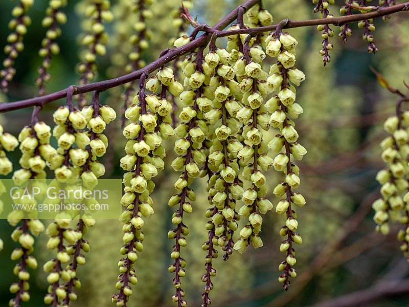 Stachyurus praecox AGM - Early spring shrub - March - yellow raceme.