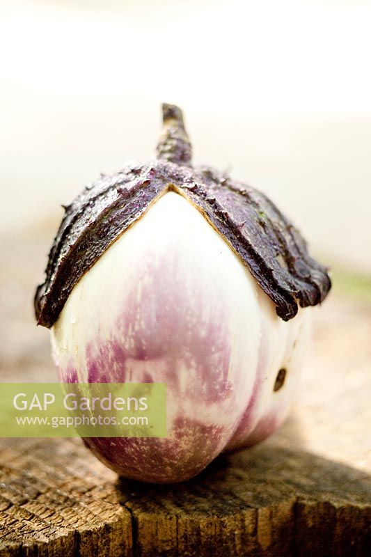 Harvested aubergine - eggplant. Solanum melongena 'Galine'