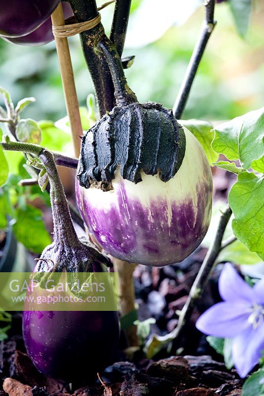 Solanum melongena 'Galine' - Aubergine - Eggplant 