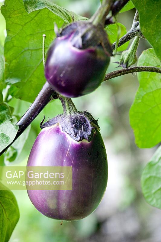 Solanum melongena 'Galine' - Aubergine - Eggplant
