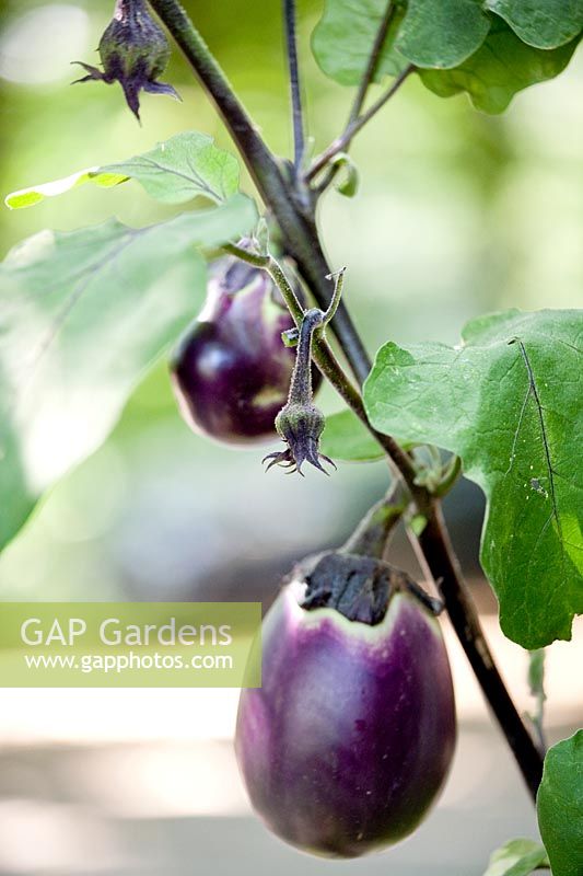 Solanum melongena 'Galine' - Aubergine - Eggplant
