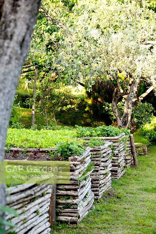 Raised beds are planted with vegetables in Italian garden.
