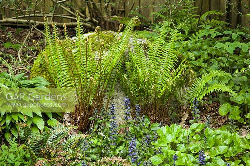 Polystichum munitum - Sword Fern, Ajuga reptans - Bugle, Asarum - Wild Ginger and Hosta  in woodland border. 