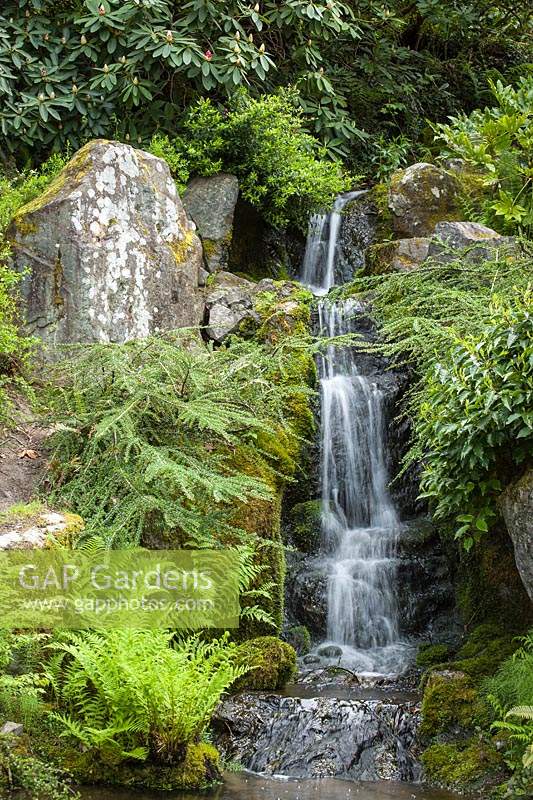 Waterfall framed by Cotoneaster, Rhododendron and Athyrium filix-femina - Lady Ferns. 