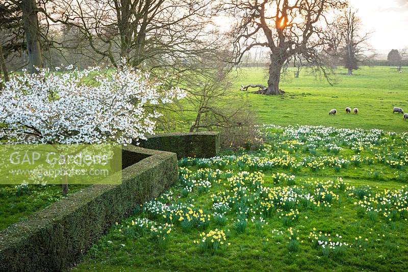 Prunus 'Tai-haku' with a carpet of daffodils.  April. Wyken Hall Garden. April.