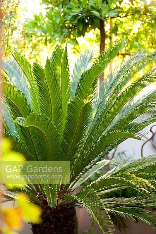 Cycas revoluta - large palm, July 