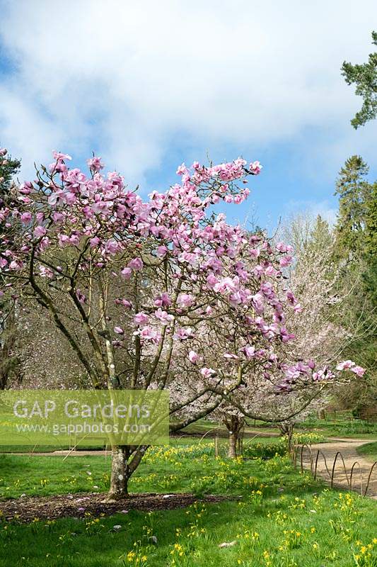 Magnolia 'Caerhays Belle' tree flowering in spring - Batsford arboretum