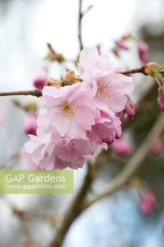 Prunus accolade -  Cherry 'Accolade' blossom