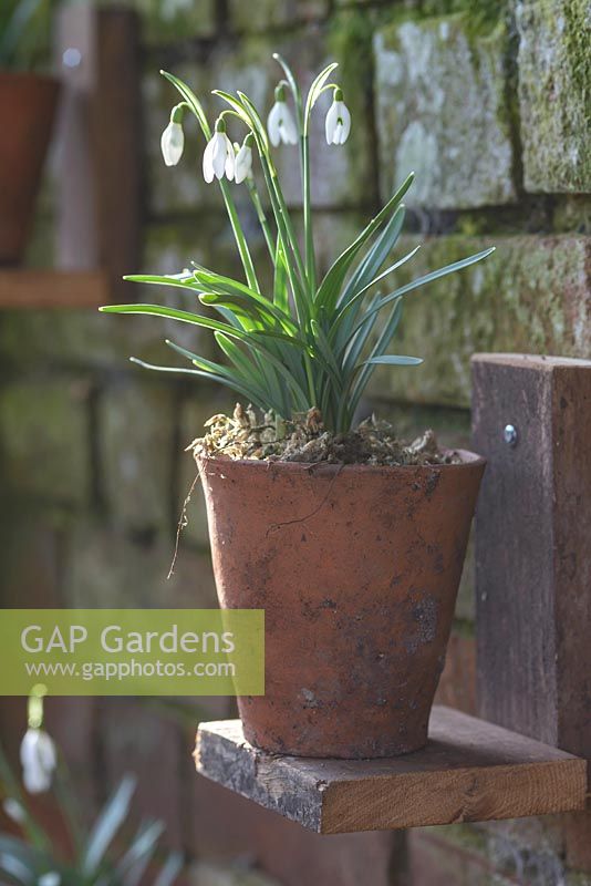 Galanthus Nivalis - snowdrops in a terracotta pot on a wooden stand fixed to a brick wall in February.