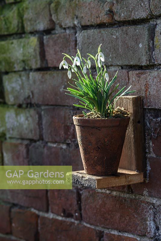 Galanthus Nivalis - snowdrops in a terracotta pot on a wooden stand fixed to a brick wall 