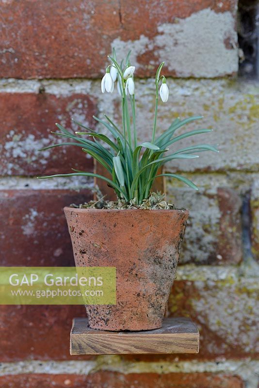 Galanthus Nivalis - snowdrops in a terracotta pot on a wooden stand fixed to a brick wall in February. 