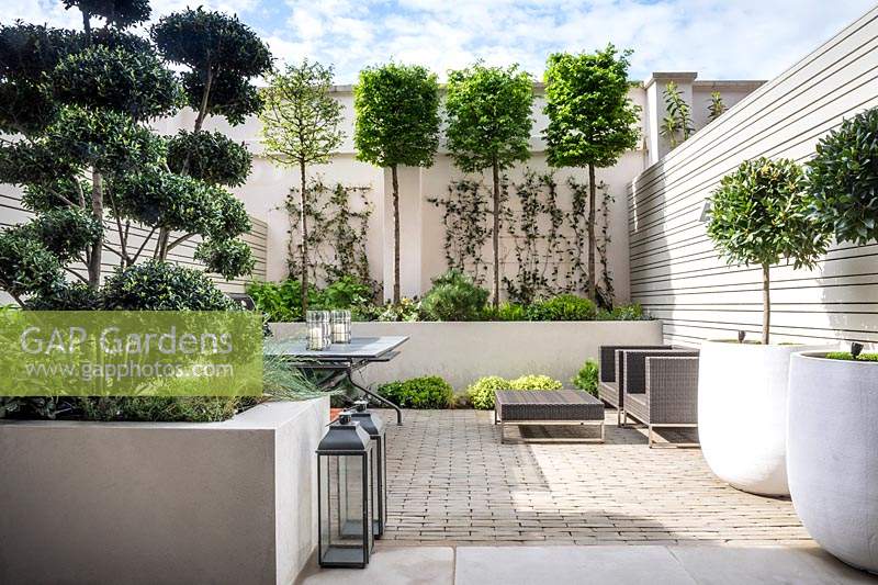 Small urban garden with planting in white containers and raised beds. Planting include Laurus nobilis trees, Carpinus betulus, Trachelospermum jasminoides, Ilex crenata 'Blondie' 