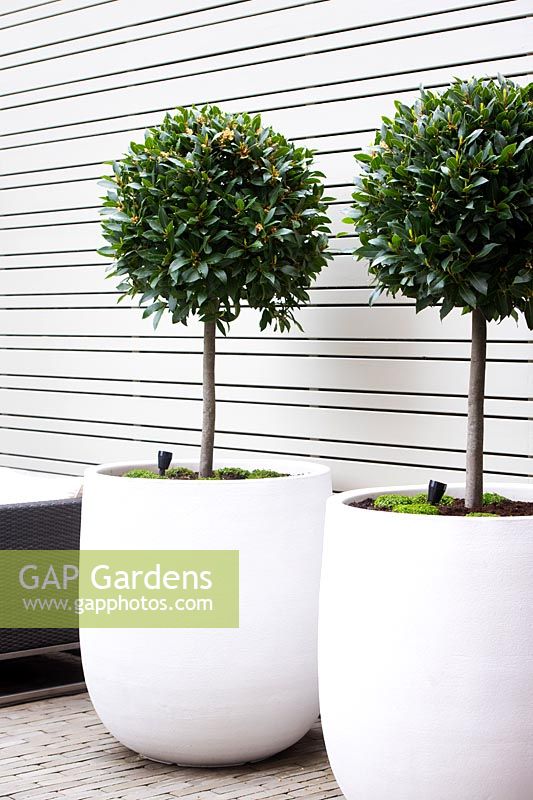 Pair of large white containers planted with standard Laurus nobilis lollipop trees in modern garden. 
