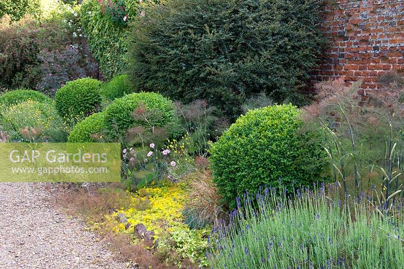 Foeniculum and Lavandula with Buxus spheres in summer border. 