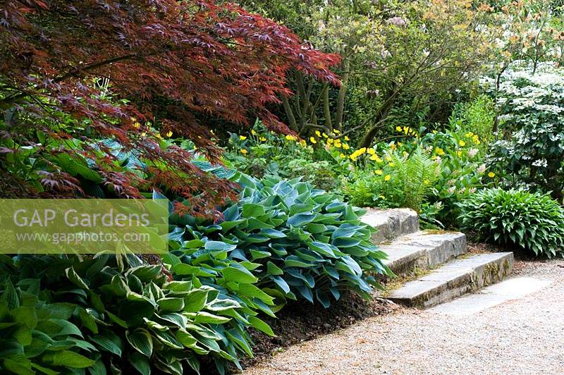 Steps up through border of yellow Meconopsis cambrica, Acer and Hostas