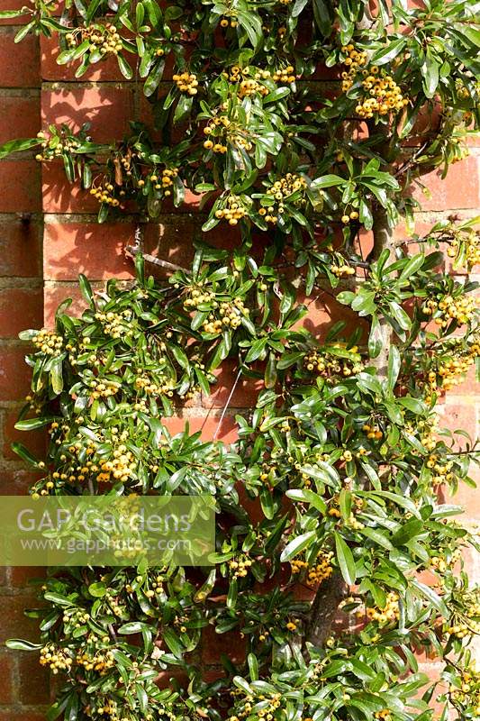 Pyracantha rogersiana 'Flava'