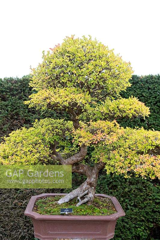 Ulmus parvifolia 'Bonsai tree'