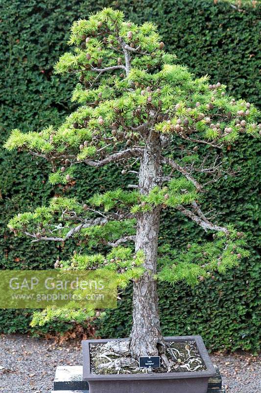 Larix kaempferi 'Bonsai tree'