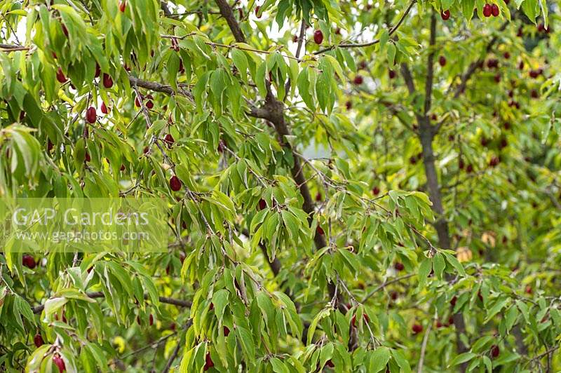 Cornus mas 'Jolico' 