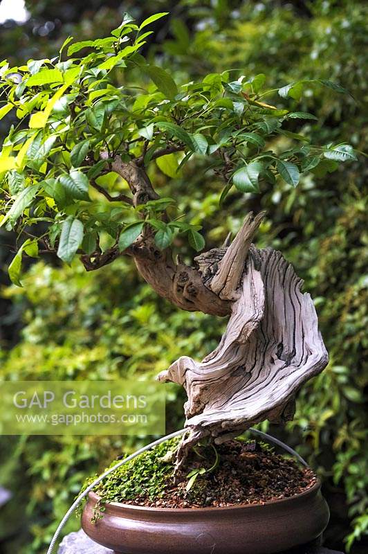 balete bonsai