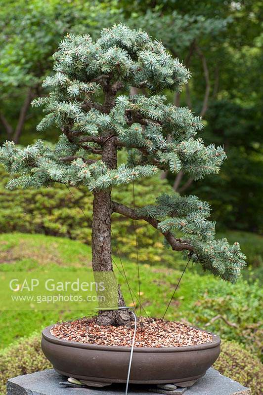 Picea pungens 'Blue spruce'