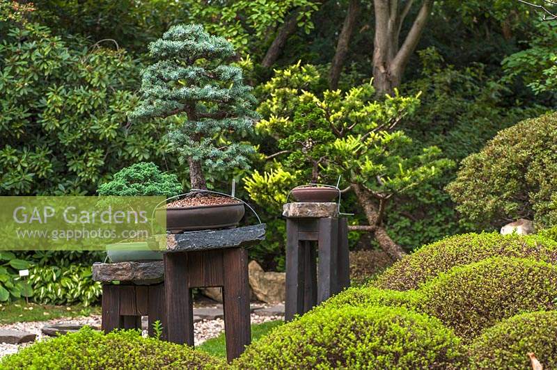 Prague Japanese garden corner with collection of bonsai trees - Picea pungens and round shaped evergreen bushes.