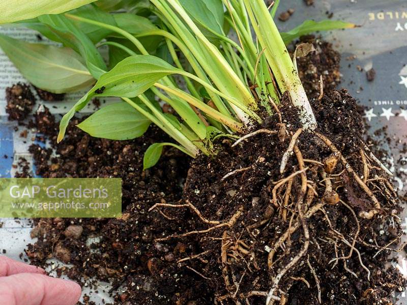 Spathiphyllum Peace Lily roots for division