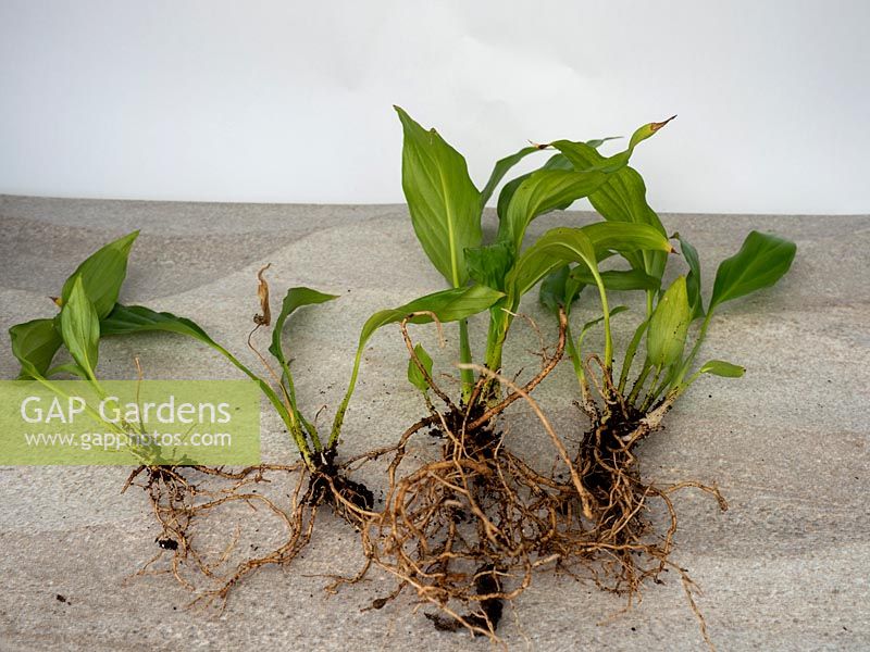 Spathiphyllum Peace Lily parent plant separated to make new plants.