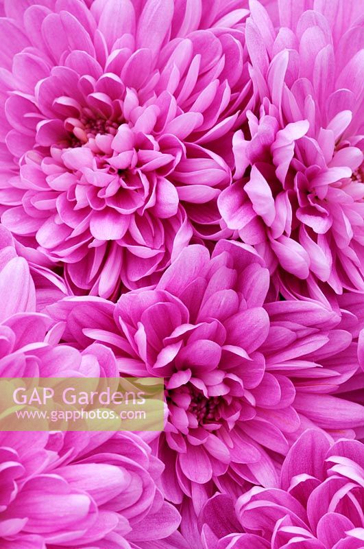 Chrysanthemum 'Dark Pink Fiji'