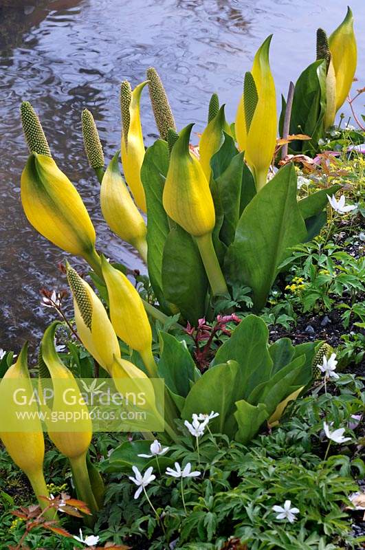 Lysichiton americanum - Yellow Sunk Cabbage - growing by water with white Anemone