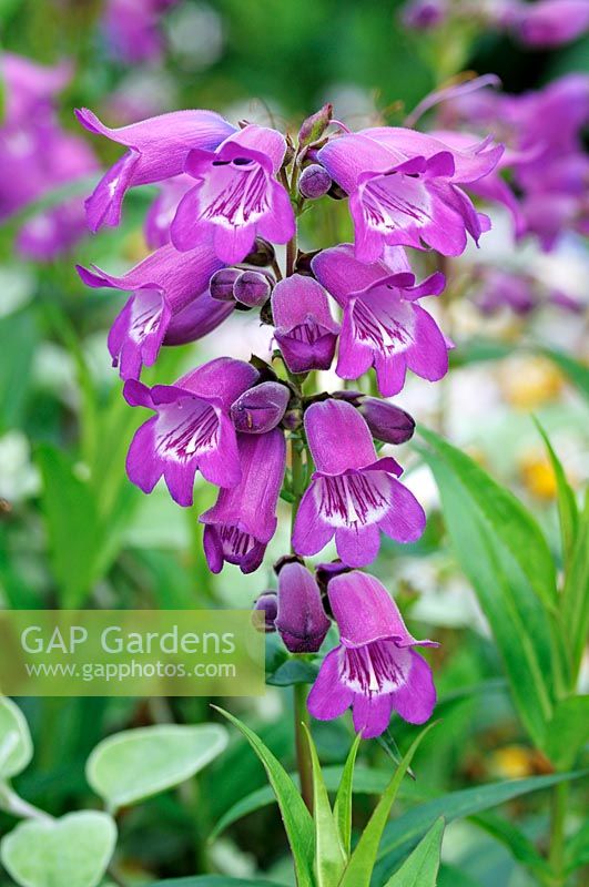 Penstemon 'Sour Grapes' 