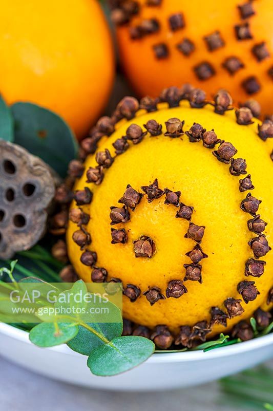 Clove-studded oranges in a bowl
