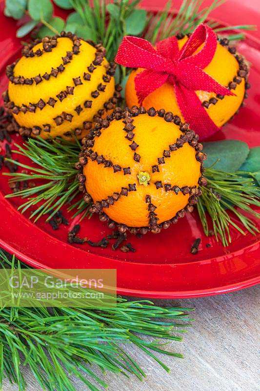 Oranges studded with cloves and decorated with red ribbon and foliage on a plate