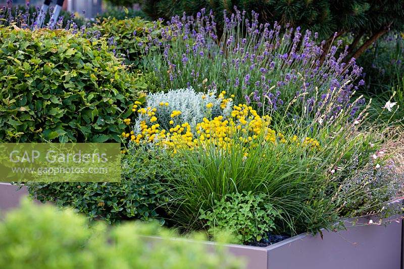 Mixed summer container on roof terrace