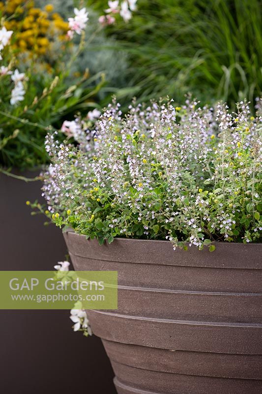 Calamintha nepeta 'Blue Cloud' in container
